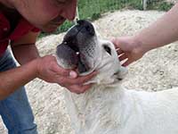 cucciolO pastore abruzzese taglia grande